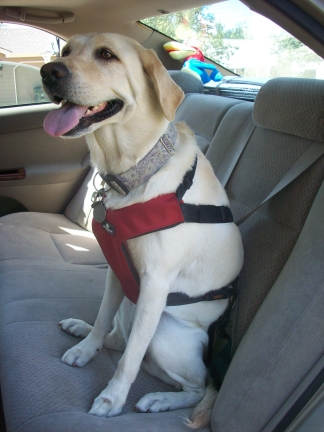 Dog in seat belt