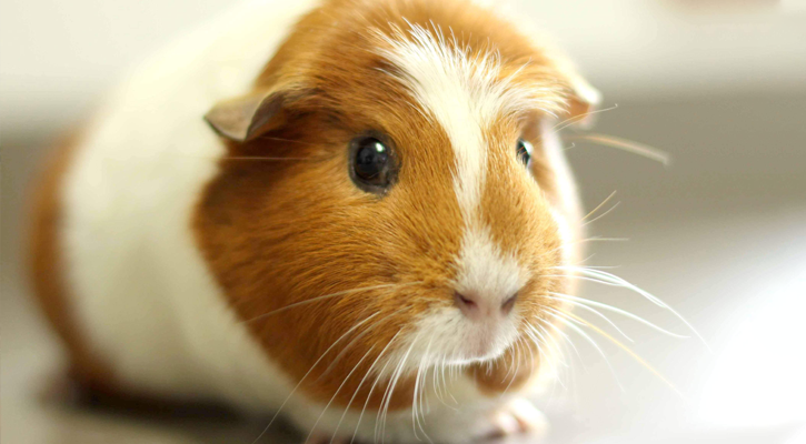 Guinea Pig Exotic Pet Care