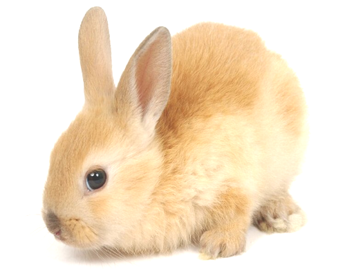 Exotic Pets for Boarding - Bunny