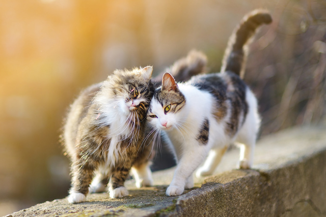 Two friendly cats on spring