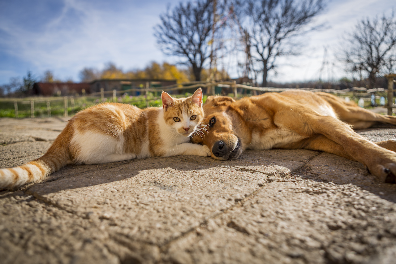 dog and cat play together. cat and dog lying outside in the yard. kitten sucks dog breast milk. dog and cat best friends. love between animals.